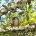 monkey_squirrel_common_la_h_1176_ecu3299.jpg